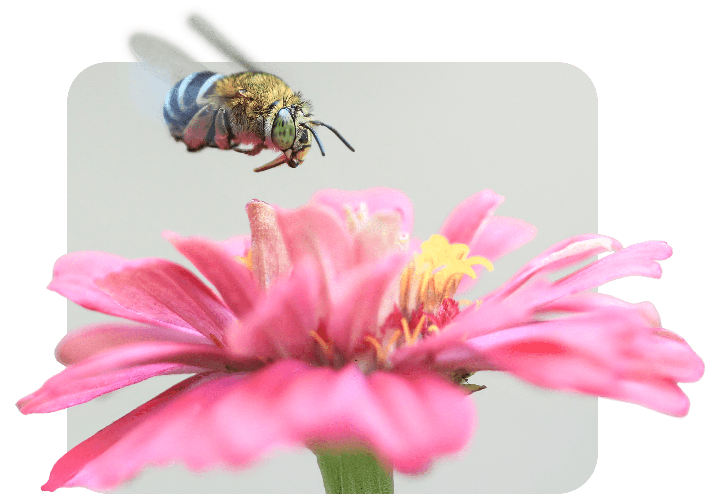 Bee in nature pollinating flowers